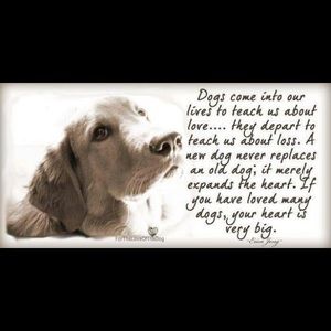 Meet your Posher, Ginger